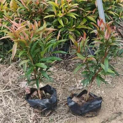 基地批發紅車工程苗 袋苗 紅枝蒲桃綠化報價
