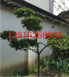 蘇州景觀造型樹,造型瓜子黃楊批發(fā),蘇州別墅庭院景觀綠化工程,蘇州綠化苗木市場,蘇州園林綠化景觀設(shè)計圖片,蘇州景觀造型樹,造型瓜子黃楊批發(fā),蘇州別墅庭院景觀綠化工程