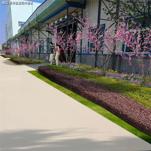 新型廠區綠化 設計施工栽植技術指導