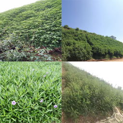 荒山開墾復綠施工草種資材廣東三水園林一體化供應