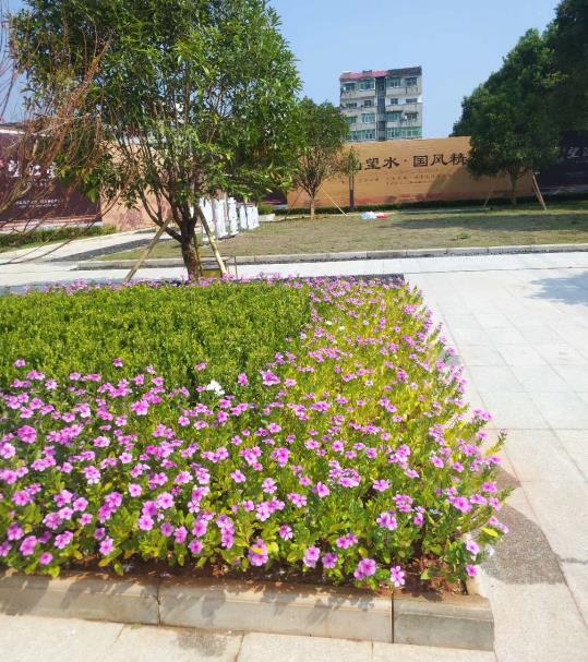 景致綠化養護怎么收費 圖 道路綠化養護 安義綠化養護