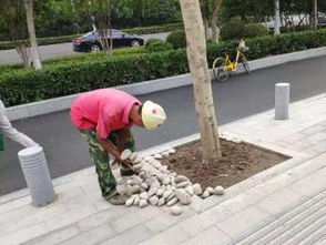 圖 武漢園林綠化設(shè)計施工改造與養(yǎng)護 樹木移栽修剪等等 武漢鮮花綠植