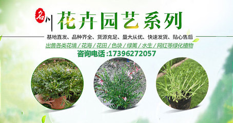 園林綠化工程施工-樹木花卉批發(fā)-花境植物報(bào)價(jià)-名川園藝場_