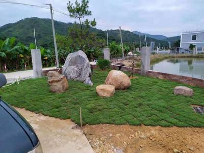 惠東譚公果苗花木場-別墅/工廠/學校綠化設計,綠化工程,綠化養護