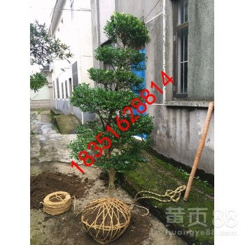 【蘇州市梅花樹、私家庭院別墅綠化工程、別墅綠化苗木、景觀設計綠化施工】-