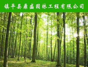 信陽防腐木 息縣防腐木 鼎盛園林防腐木價格 優(yōu)質商家