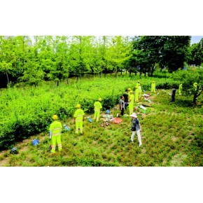 廣州園林綠化養(yǎng)護(hù)工程